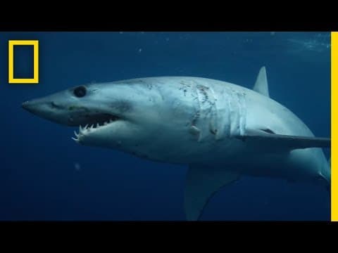 Thumbnail for Sharks 101 | National Geographic by National Geographic