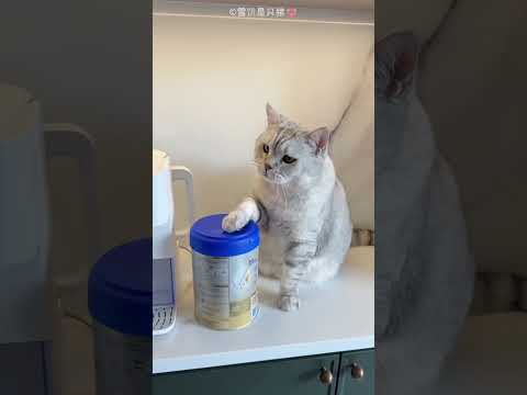 Thumbnail for Cat Dad's Lovely Surprise by Factomato