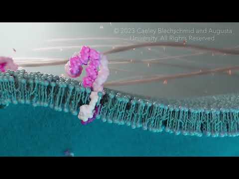 Thumbnail for Introduction to Integrins by Caeley Medical Media