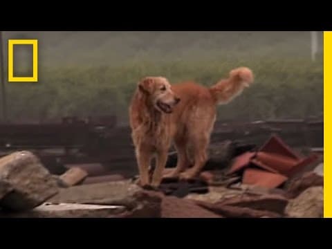 Thumbnail for Working Dogs | National Geographic by National Geographic