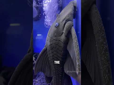 Thumbnail for This fish can Survive Almost Anything #animals #fish #shorts by Loy Hasychak