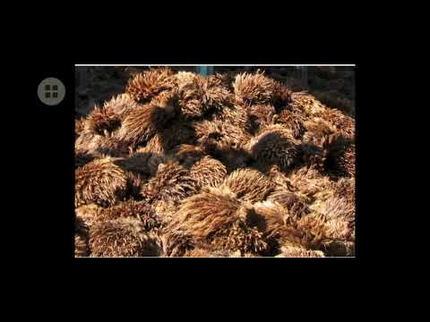 Thumbnail for Recording for Quiz 1#Plantation#Oil Palm# by Endang Lestari Course