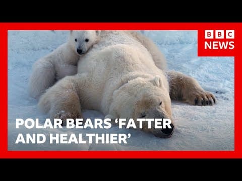 Thumbnail for Polar bears on Norwegian islands fatter and healthier despite ice loss, scientists say | BBC News by BBC News
