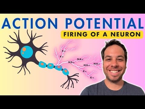 Thumbnail for Action Potential - Firing of a Neuron - Depolarization by Psych Explained