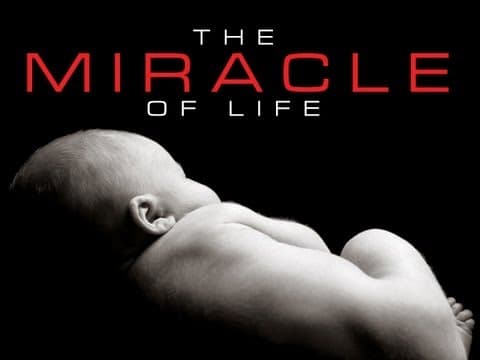 Thumbnail for The Miracle of Life by Centerline Studios with Playback Media