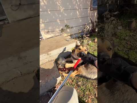 Thumbnail for someone reported this dog by J Shorts