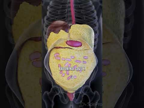 Thumbnail for Why Visceral Fat Is Dangerous 👉 by KenDBerryMD