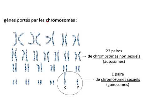 Thumbnail for Gènes, allèles, dominance/récessivité by Le cours de bio