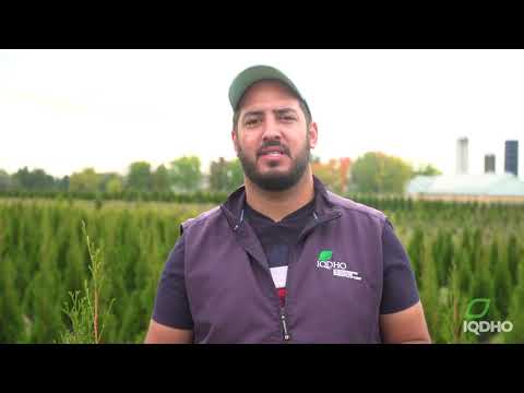 Thumbnail for La surproduction de cônes dans la culture thuyas by IQDHO IQDHO