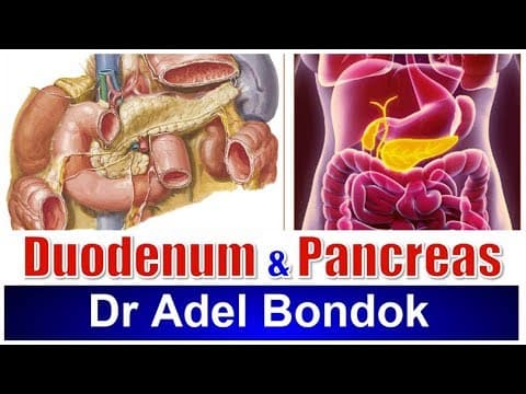 Thumbnail for Duodenum and Pancreas, Dr Adel Bondok by Dr Adel Bondok Anatomy Channel