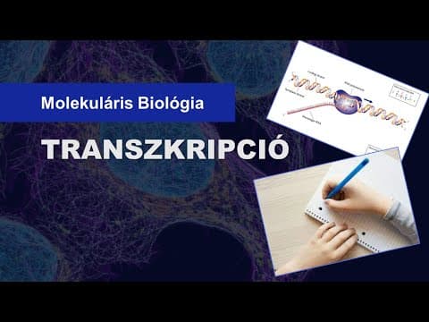 Thumbnail for 📝 Transzkripció — Az mRNS/RNS szintézis (6 percben) by A Tudomány Projekt