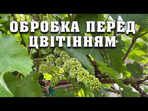 Thumbnail for Обробка винограду перед цвітінням. Захист вашого врожаю від мілдью, оідіуму та сірої гнилі by Владимир Шпак