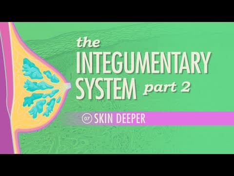 Thumbnail for The Integumentary System, Part 2 - Skin Deeper: Crash Course Anatomy & Physiology #7 by CrashCourse