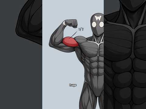 Thumbnail for Why Your Arms Still Look Small by Captain Workout
