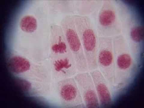Thumbnail for Mitosis en células del ápice de la cebolla by Ruth Estigarribia