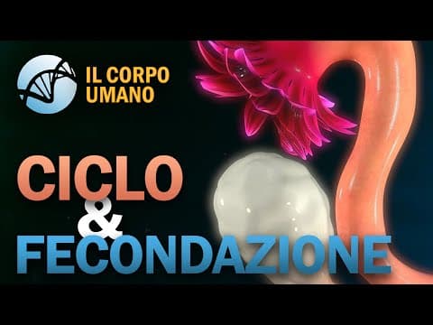 Thumbnail for Ciclo Ovarico, Mestruale e Fecondazione – Apparato Riproduttore (parte 2) | Il Corpo Umano by La Biologia per tutti