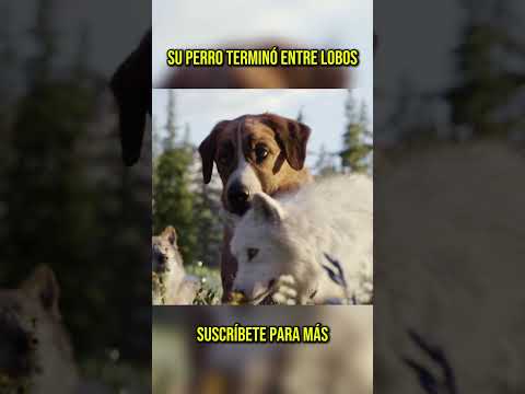 Thumbnail for 🐺 Su perro terminó entre lobos #shorts by Cine Rush