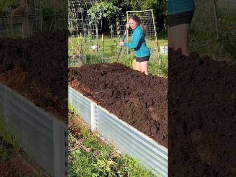 Thumbnail for REVIVING my overgrown raised garden bed *NO DIG gardening* #nodiggardening #gardening by Homesteading with Shelby