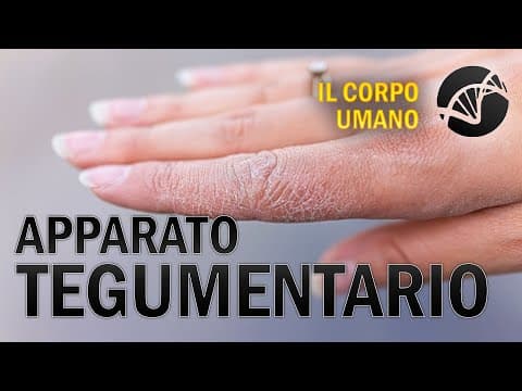 Thumbnail for Apparato Tegumentario - Il Corpo Umano by La Biologia per tutti