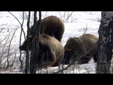 Thumbnail for Competition & Cooperation: Bears Vs. Wolves (Accessible Preview) by Described and Captioned Media Program