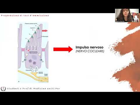 Thumbnail for Anatomia e Fisiologia - Orecchio by Precorsi Medicina - Padova