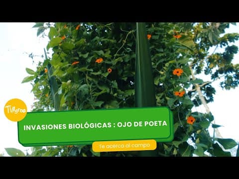 Thumbnail for Invasiones biológicas : Ojo de poeta - TvAgro por Juan Gonzalo Angel Restrepo by TvAgro