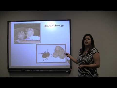 Thumbnail for Spider Informative Speech. Good attention getter. by Ann Eastman