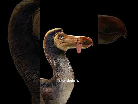 Thumbnail for The Dodo Didn’t Go Extinct Naturally — We Did This by Vigyan Mitra