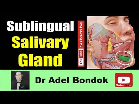 Thumbnail for Anatomy of the Sublingual Salivary Gland, Dr Adel Bondok Making Anatomy Simple by Dr Adel Bondok Anatomy Channel