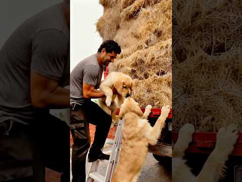 Thumbnail for Golden Retriever Stops Truck — Driver Frees Pup from Rope #dog #goldenretriever #rescue #truck by AI DIGI CHAOS