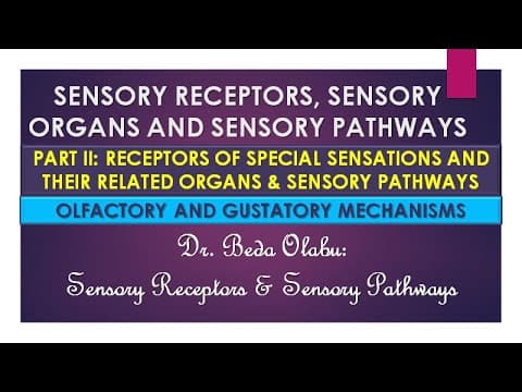 Thumbnail for SPECIAL SENSORY RECEPTORS & ORGANS PART I - OLFACTORY (SMELL) AND GUSTATORY (TASTE) SENSATIONS by HUMAN ANATOMY LECTURES BY DR. BEDA OLABU