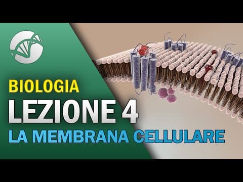 Thumbnail for BIOLOGIA - Lezione 4 - La Membrana Cellulare by La Biologia per tutti