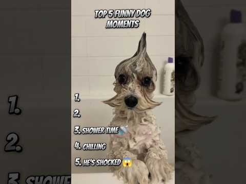 Thumbnail for Ranking Funny Dog Videos! #funny #dog #shorts by Pawfect Laughs