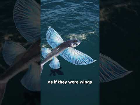 Thumbnail for How Do Flying Fish Actually Fly ๐ฎ by Zack D. Films