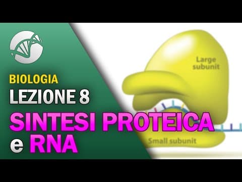Thumbnail for BIOLOGIA - Lezione 8 - Sintesi Proteica e RNA by La Biologia per tutti