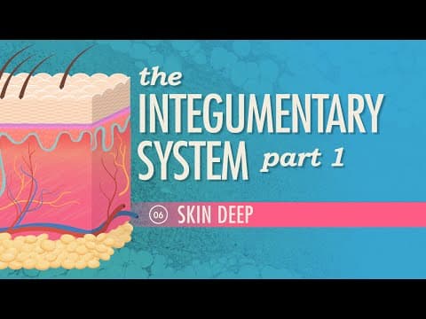 Thumbnail for The Integumentary System, Part 1 - Skin Deep: Crash Course Anatomy & Physiology #6 by CrashCourse