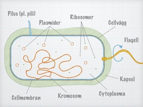 Thumbnail for Bakteriecellens uppbyggnad by Magnus Ehinger