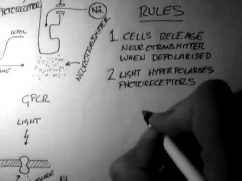 Thumbnail for Photoreceptors (Vision 1 of 5) by Handwritten Tutorials