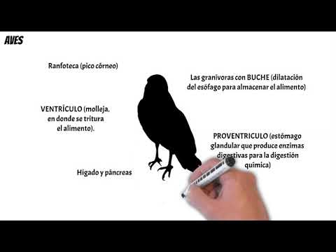 Thumbnail for Sistema digestivo en vertebrados by Morris Miur Sensei