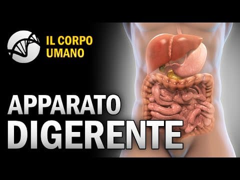 Thumbnail for Apparato Digerente - Il Corpo Umano by La Biologia per tutti