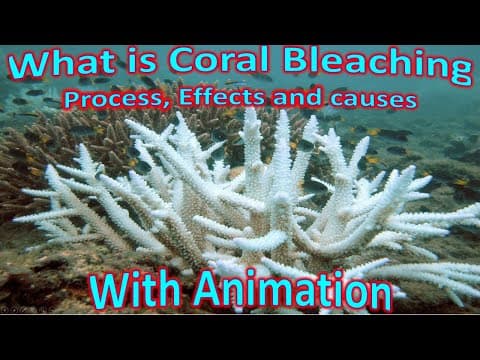Thumbnail for Coral Bleaching: Process, Causes and factors | UPSC (CSE) by Zeta Axis (UPSC-SSC)