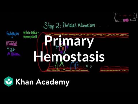 Thumbnail for Primary hemostasis | Advanced hematologic system physiology | Health & Medicine | Khan Academy by khanacademymedicine