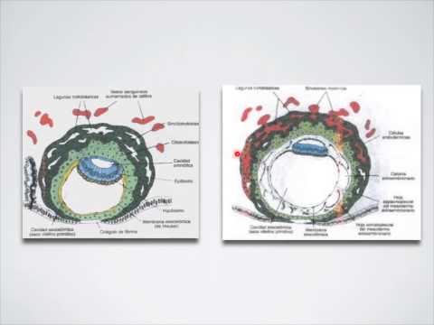 Thumbnail for 2a y 3a Semana de Gestacion by Dr. Aldo Guerrero González