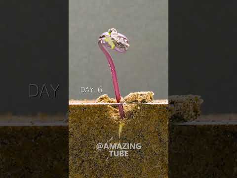 Thumbnail for Bean - Time Lapse #timelapse #amazingtube by Amazing Tube