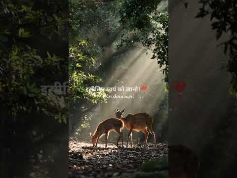 Thumbnail for 🌼Krishna motivational video🍁krishna vani status🌿motivational status🍂Radhe Krishna🙏 #krishnavani by Krishna Vani
