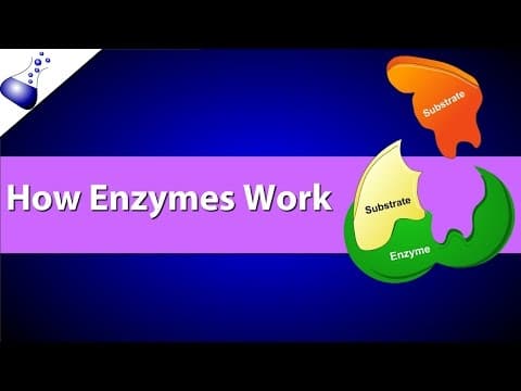 Thumbnail for How Enzymes Work by RicochetScience