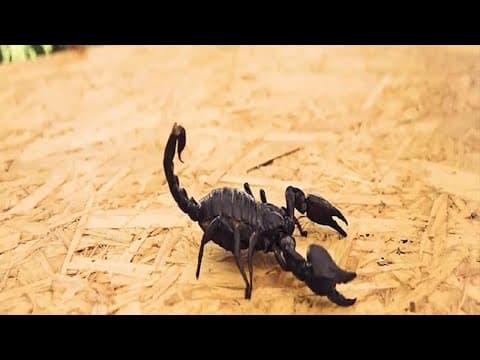 Thumbnail for #shorts Mazza Aa Jayega - Random Amazing Facts - FactTechz Enigmatic Shorts Ep 3 by FactTechz