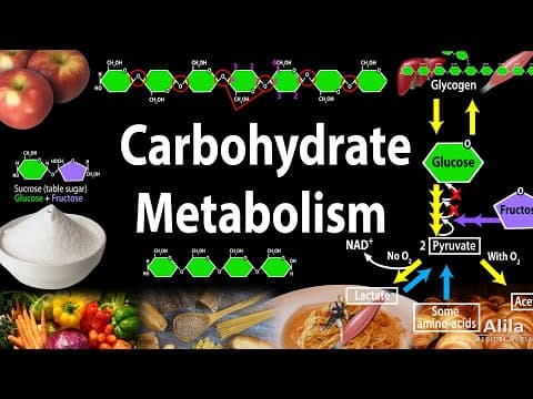 Thumbnail for Carbohydrate Structure and Metabolism, an Overview, Animation. by Alila Medical Media