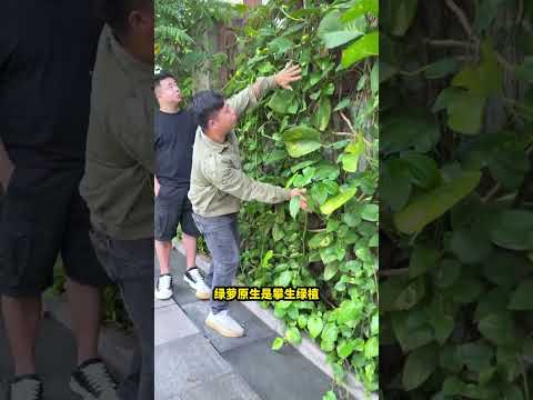 Thumbnail for #红掌#白掌#太阳花#绿萝盆栽想要养得好,知道技巧很重要 by San's Garden