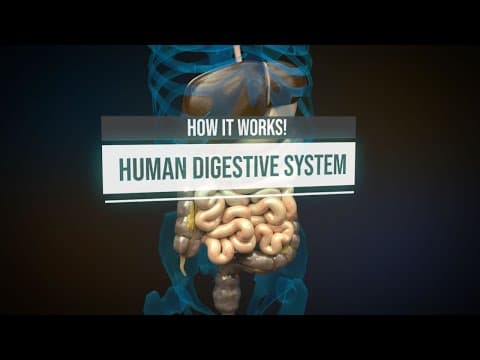Thumbnail for Human digestive system - How it works! (Animation) by Thomas Schwenke
